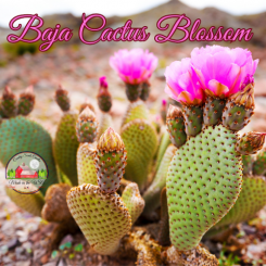 Baja Cactus Blossom 8oz jar of aroma beads