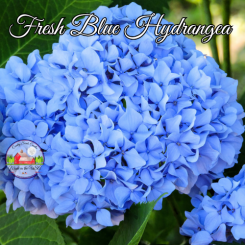 Fresh Blue Hydrangea 8oz jar of aroma beads