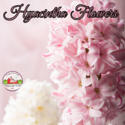 Hyacintha Flowers 16oz jar of aroma beads