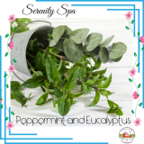 Peppermint and Eucalyptus 16oz candle