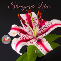Stargazer Lilies 16oz jar of aroma beads