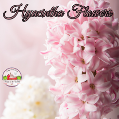 Hyacintha Flowers small melt