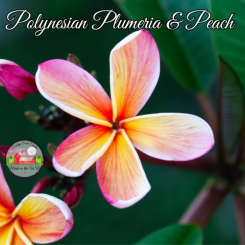 Polynesian Plumeria and Peach small melt
