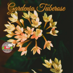 Gardenia Tuberose 8oz jar of aroma beads