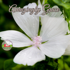 Amazingly Grace small melt Amazingly Grace small melt